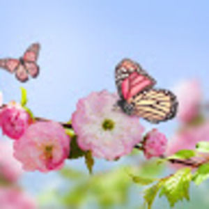 Meet your Posher, Alysa